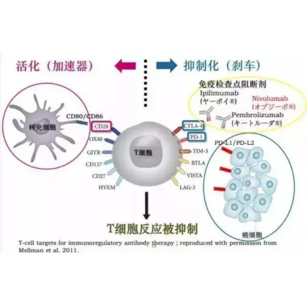 NKTR-214與O藥強(qiáng)強(qiáng)聯(lián)手，共抗黑色素瘤